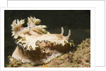 Girdled Glossodoris by Anonymous