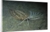 Cockatoo Flounder by Anonymous