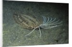 Cockatoo Flounder by Anonymous