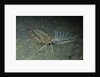 Cockatoo Flounder by Anonymous