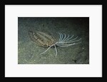 Cockatoo Flounder by Anonymous