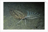 Cockatoo Flounder by Anonymous