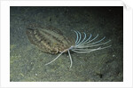 Cockatoo Flounder by Anonymous