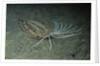 Cockatoo Flounder by Anonymous