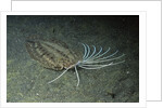 Cockatoo Flounder by Anonymous