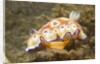 Leopard Chromodoris by Anonymous