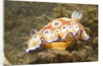 Leopard Chromodoris by Anonymous