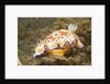 Leopard Chromodoris by Anonymous