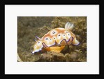 Leopard Chromodoris by Anonymous