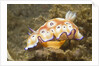 Leopard Chromodoris by Anonymous