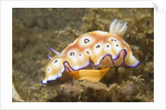 Leopard Chromodoris by Anonymous