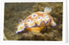 Leopard Chromodoris by Anonymous