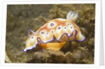 Leopard Chromodoris by Anonymous