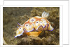 Leopard Chromodoris by Anonymous