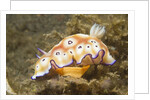 Leopard Chromodoris by Anonymous
