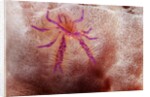 Hairy Squat Lobster by Anonymous