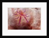 Hairy Squat Lobster by Anonymous