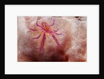 Hairy Squat Lobster by Anonymous