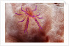 Hairy Squat Lobster by Anonymous