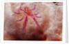 Hairy Squat Lobster by Anonymous