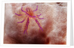 Hairy Squat Lobster by Anonymous