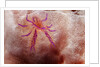 Hairy Squat Lobster by Anonymous