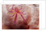 Hairy Squat Lobster by Anonymous
