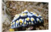 Swollen Phyllidia by Anonymous
