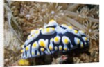 Swollen Phyllidia by Anonymous