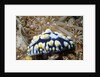 Swollen Phyllidia by Anonymous