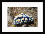 Swollen Phyllidia by Anonymous