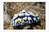 Swollen Phyllidia by Anonymous