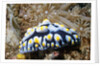 Swollen Phyllidia by Anonymous