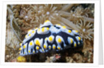 Swollen Phyllidia by Anonymous