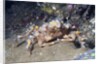 Decorator Crab by Anonymous