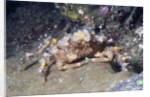 Decorator Crab by Anonymous