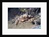 Decorator Crab by Anonymous