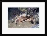 Decorator Crab by Anonymous