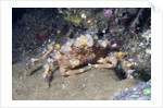 Decorator Crab by Anonymous
