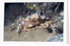 Decorator Crab by Anonymous