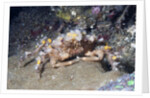 Decorator Crab by Anonymous