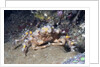 Decorator Crab by Anonymous