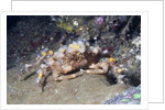 Decorator Crab by Anonymous
