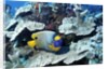 Yellow-Mask Angelfish by Anonymous