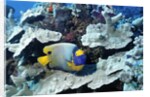 Yellow-Mask Angelfish by Anonymous