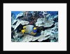 Yellow-Mask Angelfish by Anonymous