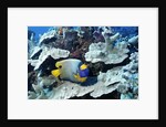 Yellow-Mask Angelfish by Anonymous