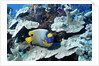 Yellow-Mask Angelfish by Anonymous
