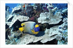 Yellow-Mask Angelfish by Anonymous