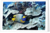 Yellow-Mask Angelfish by Anonymous